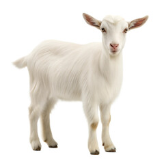 Obraz premium Cashmere Goat AI Generated Image