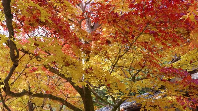 Close up slider over beautiful orange and red fall colors in slow motion