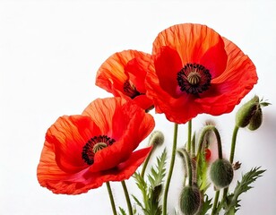  Firefly Poppy flowers isolated on white background 