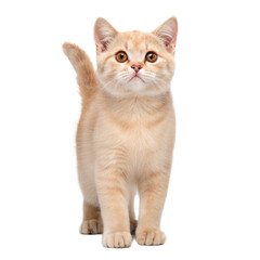 Cat AI Generated Image