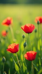 Obraz premium Soft pink petals of red poppies sway gently in the breeze amidst lush green grass, meadow, grass,