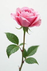 Obraz premium Soft pink petals of rosehip flower on white background, delicate, pastel, rosehip