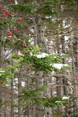 Red rowan berries and pine branches in winter