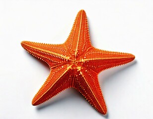 The caribbean starfish on a white background