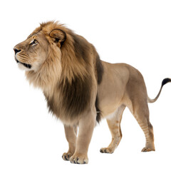 Obraz premium Cave Lion AI Generated Image