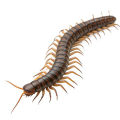 Fototapeta premium Centipede AI Generated Image