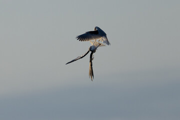 A couple of male white-tailed kites fighting by pulling each other’s talons (“grappling”), seen in the wild in North California.