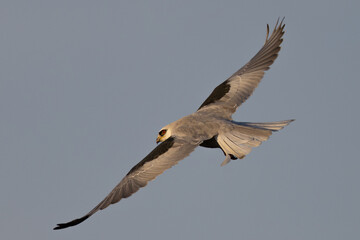Obraz premium Close view of a white-tailed kite flying in beautiful light, seen in the wild in North California 