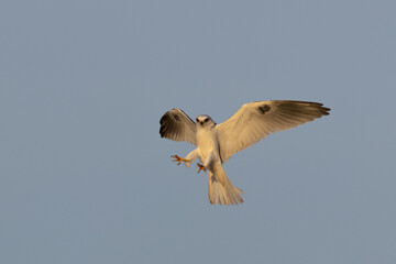 Close view of a white-tailed kite  flying in beautiful light, seen in the wild in North California 