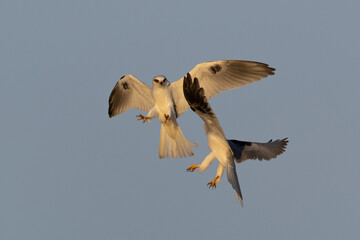 A couple of male white-tailed kites fighting, seen in the wild in North California.