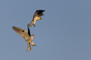 A couple of male white-tailed kites fighting, seen in the wild in North California.