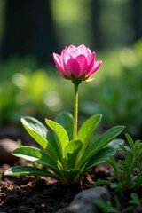 Fototapeta premium Soft pink petals unfolding on a low-growing heather plant in shaded forest floor, forest, wildflowers, shrubs