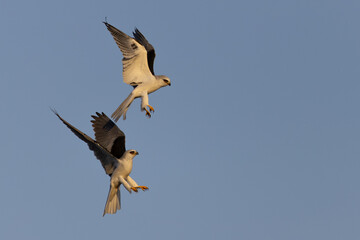 A couple of male white-tailed kites fighting, seen in the wild in North California.