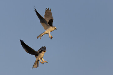 Obraz premium A couple of male white-tailed kites fighting, seen in the wild in North California.