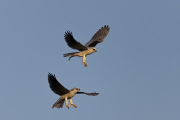 A couple of male white-tailed kites fighting, seen in the wild in North California.