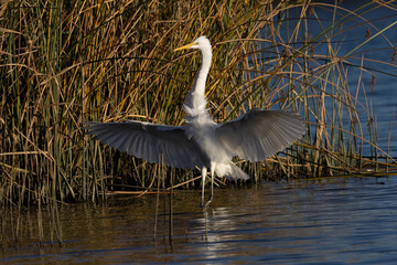 Great egret landing against the light, seen in the wild in a North California marsh 
