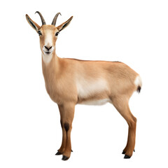 Fototapeta premium Chamois AI Generated Image