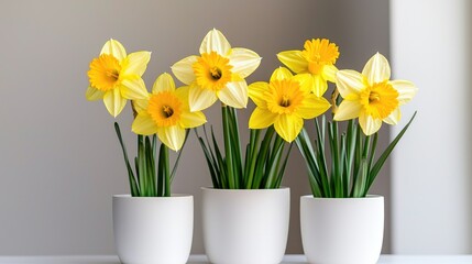 Three daffodils in white pots, bright interior. Spring flowers, home decor