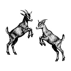 Two goats engraving black and white outline. Scratch board imitation.  illustrated in vintage line art style on a white background.