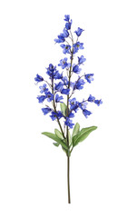 Obraz premium PNG Bluebells flower plant illustration acanthaceae.