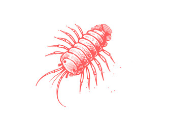 Amphipods hand drawn Illustration Sketch Vector Isolated