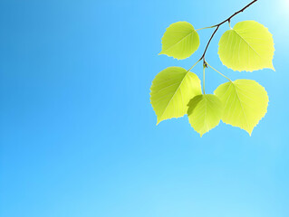 Bright spring leaves, blue sky, sunlight. Nature background, website