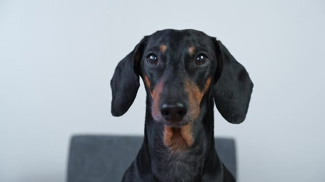 Portrait of wary dachshund dog on gray background, barking timidly Interview, call to protest, silent reproach, fight for freedom of speech Anxious elderly pet attracts attention, requires care
