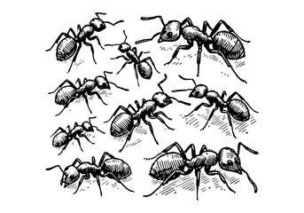 Ant hand drawn Illustration Sketch Vector Isolated