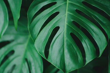 Lush Green Monstera Leaves Close Up