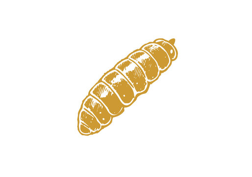 Black soldier fly maggots hand drawn Illustration Sketch Vector Isolated