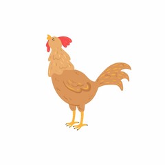 rooster isolated on white background