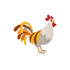 Male rooster isolated on white background.