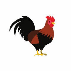 rooster isolated on white background