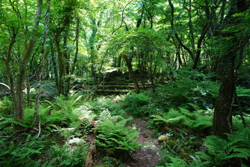 Fototapeta premium dense spring forest in the gleaming sunlight