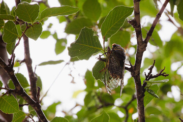A cicada clings to the leaves of Lithraea molleoides (Molle de Beber) in San Marcos Sierras, Córdoba, Argentina