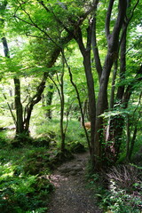 fine spring path in the refreshing forest