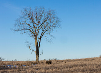 A leafless elm tree in a field in the winter with a blue sky.