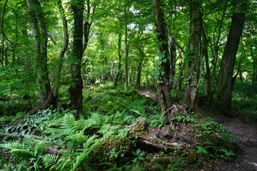 dense spring forest in the gleaming sunlight