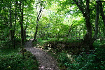 Fototapeta premium fine spring path in the refreshing forest
