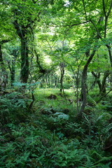 dense spring forest in the gleaming sunlight