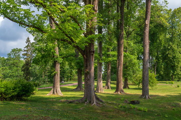 View of the Upper Park Oranienbaum Palace and Park Ensemble on a sunny summer day, Lomonosov, St....