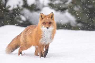 雪の日のキタキツネ