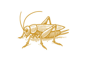 Crickets hand drawn Illustration Sketch Vector Isolated