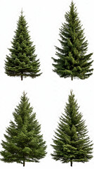 Four evergreen trees, isolated, white background, design resource