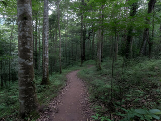Obraz premium Forest trail winding path nature hike
