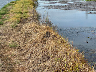 dry grass near river in the countryside.