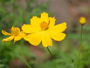 close up of a yellow cosmos flower with green leaves in nature