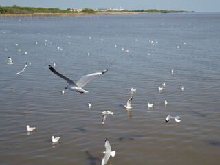 seagulls flying on the sea