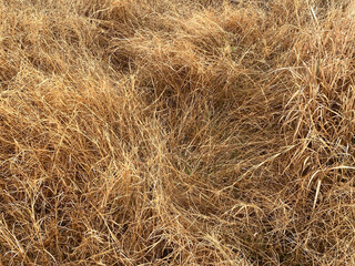 dry grass texture, background