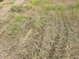 dry grass in the field